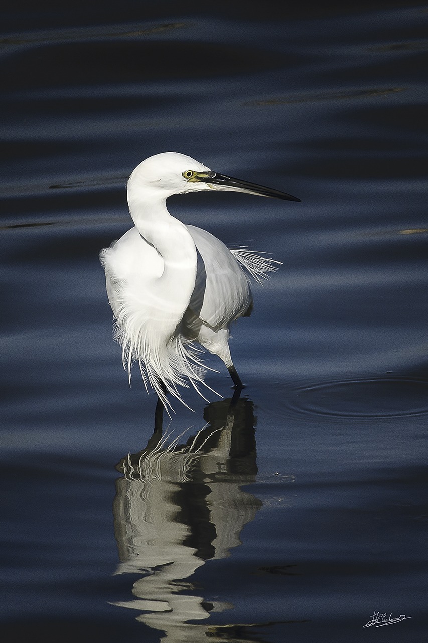 Aigrette_garzette_6590