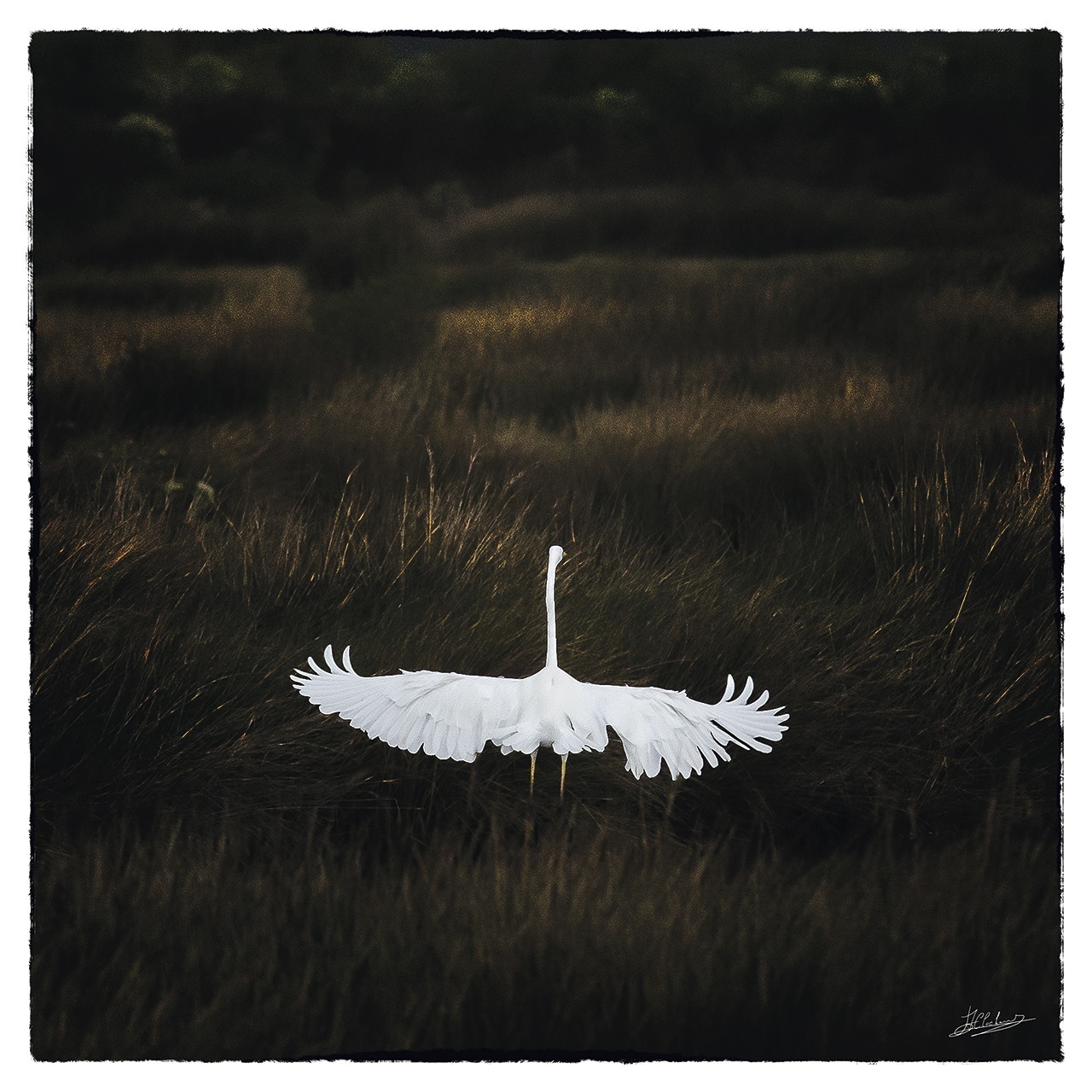 Grande_aigrette_7019