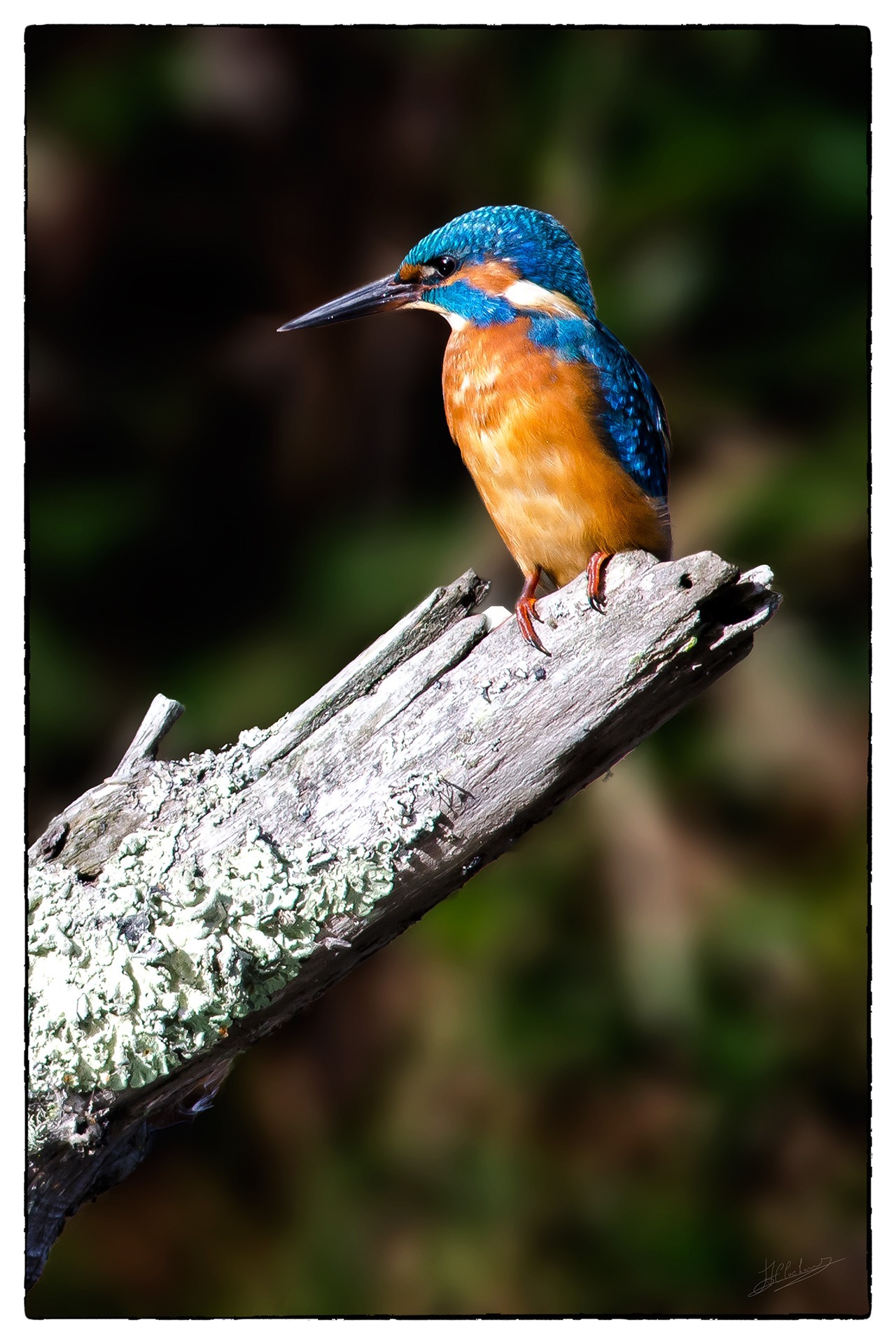 Martin_pêcheur_5082