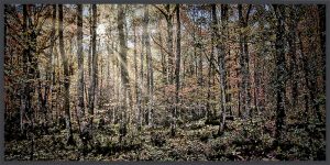 Panorama-sans-titre-1_2