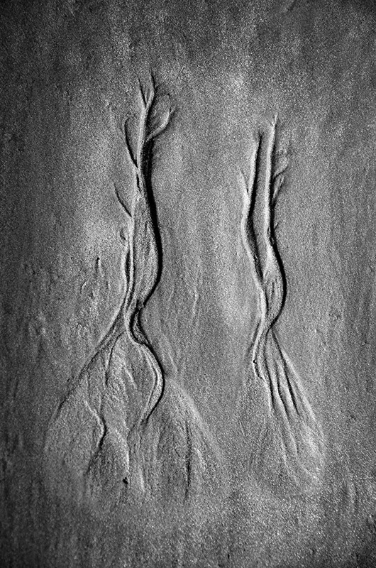 dsc_475210DSC_4752-b